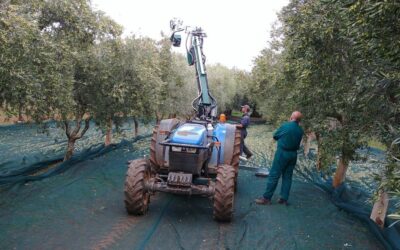 Prezzi olio extravergine in Puglia: qualità e tutela dei produttori
