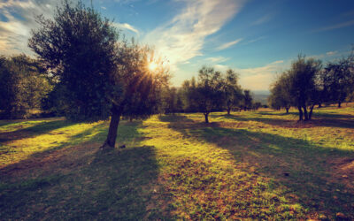 Campagna olearia 2026/27: qualità e territorio al centro della nuova stagione